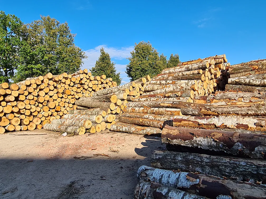 Bērza apaļkoki, piegādāti LatVeneer ražotnē Jēkabpilī