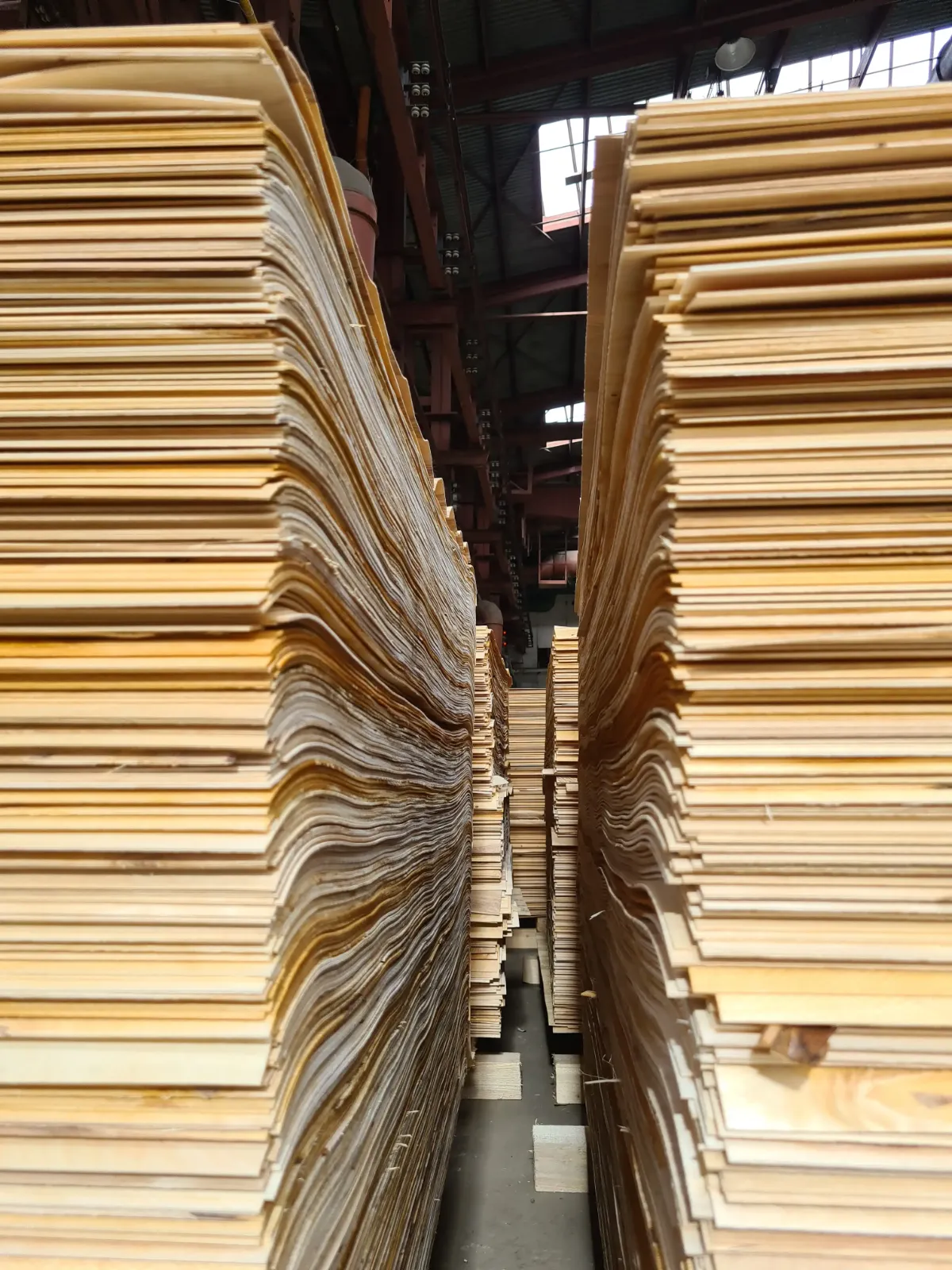 Tall stacks of rotary-cut birch veneer sheets in the mill